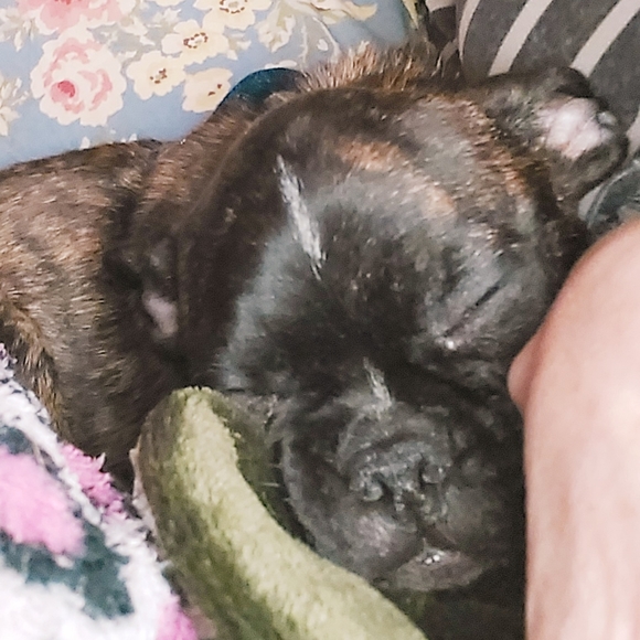 Meet your Posher, Tara - Picture 10 of 11